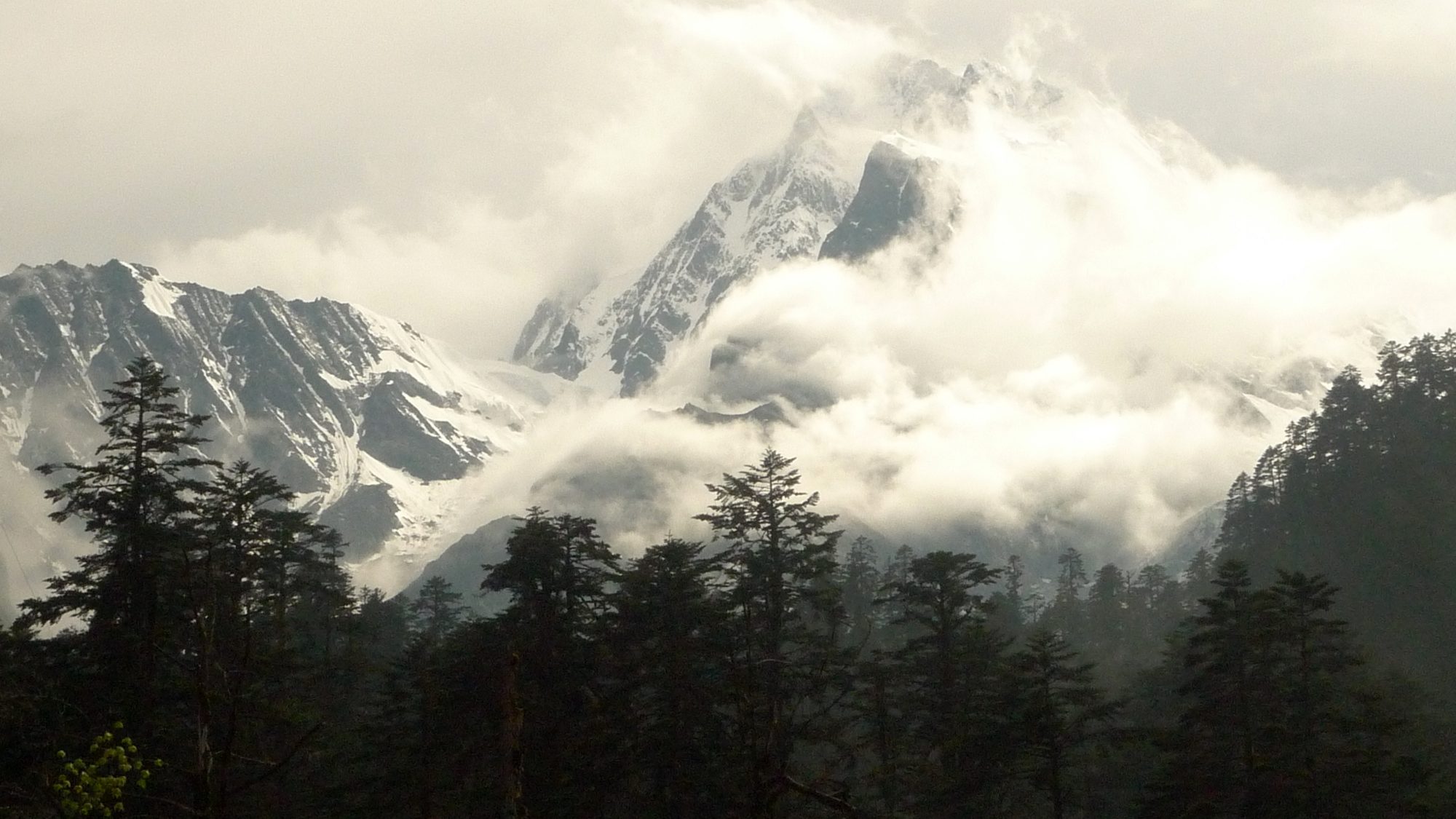 Snow-clad summit of Mount Gongga (Minya Konka) breaking through cloud above coniferous forest, Sichuan, China