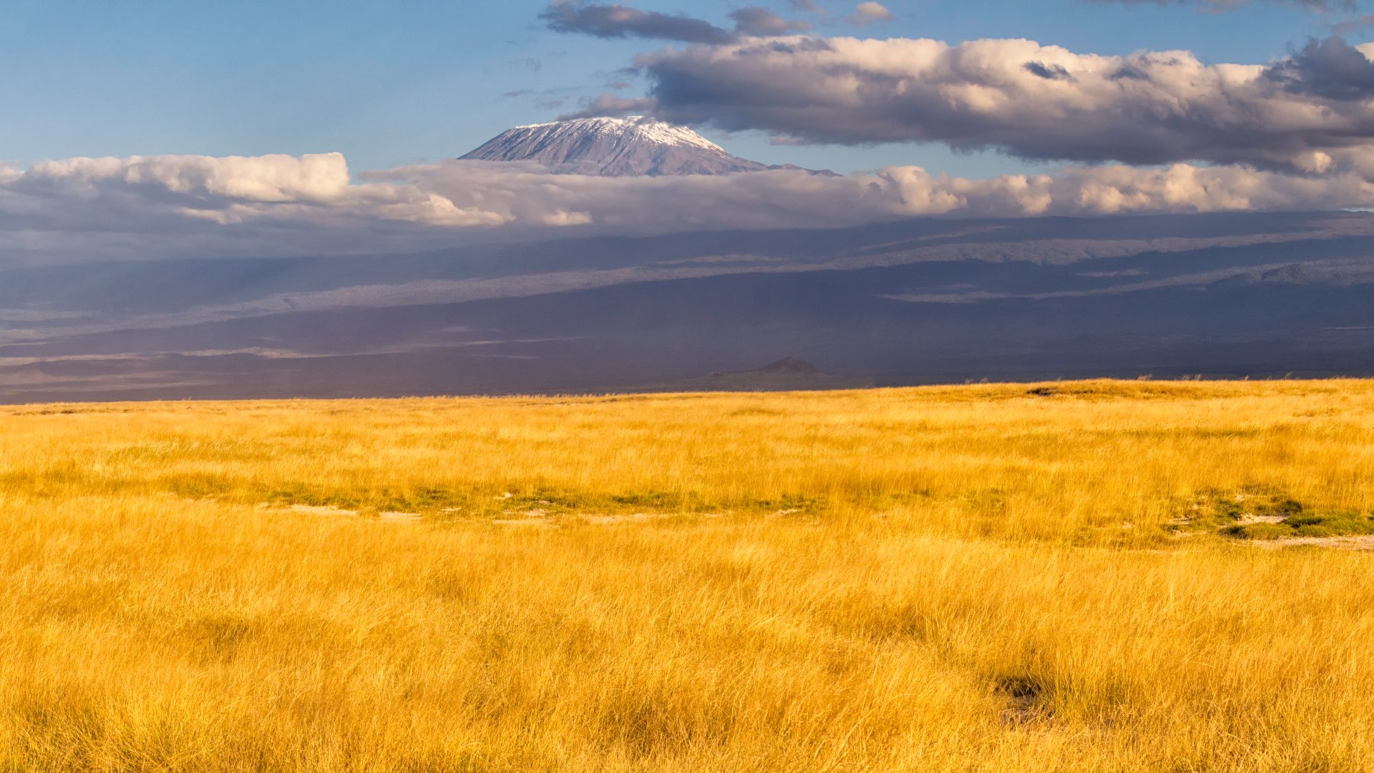 Snow-capped Kibo summit of Mount Kilimanjaro rising above cloud cover, seen across golden savanna grassland, Tanzania